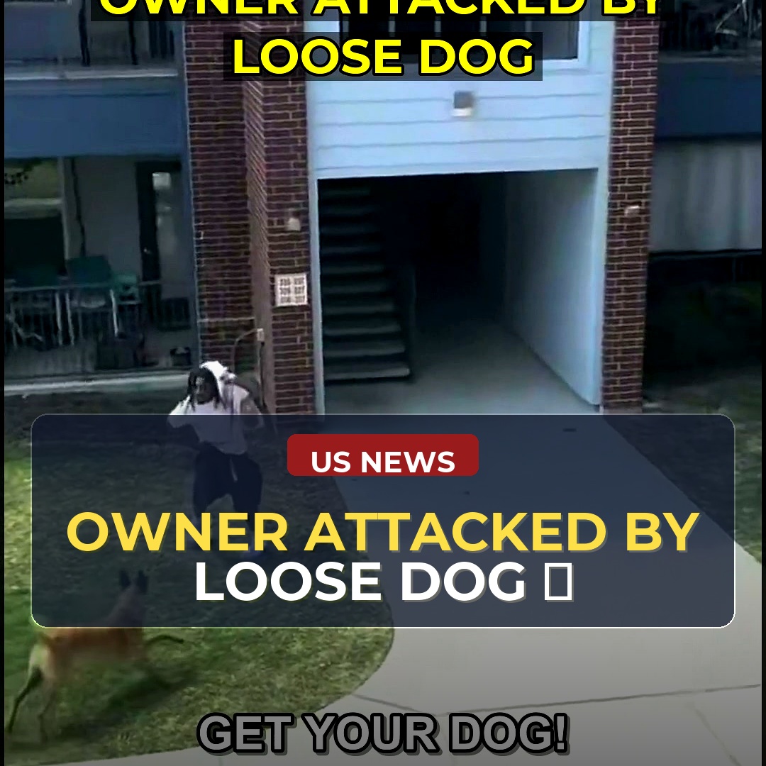 Watch as a Pitbull Owner's Worst Nightmare Unfolds in a Heart-Stopping Attack by a Neighbor's Loose Dog: What Authorities Need to Know