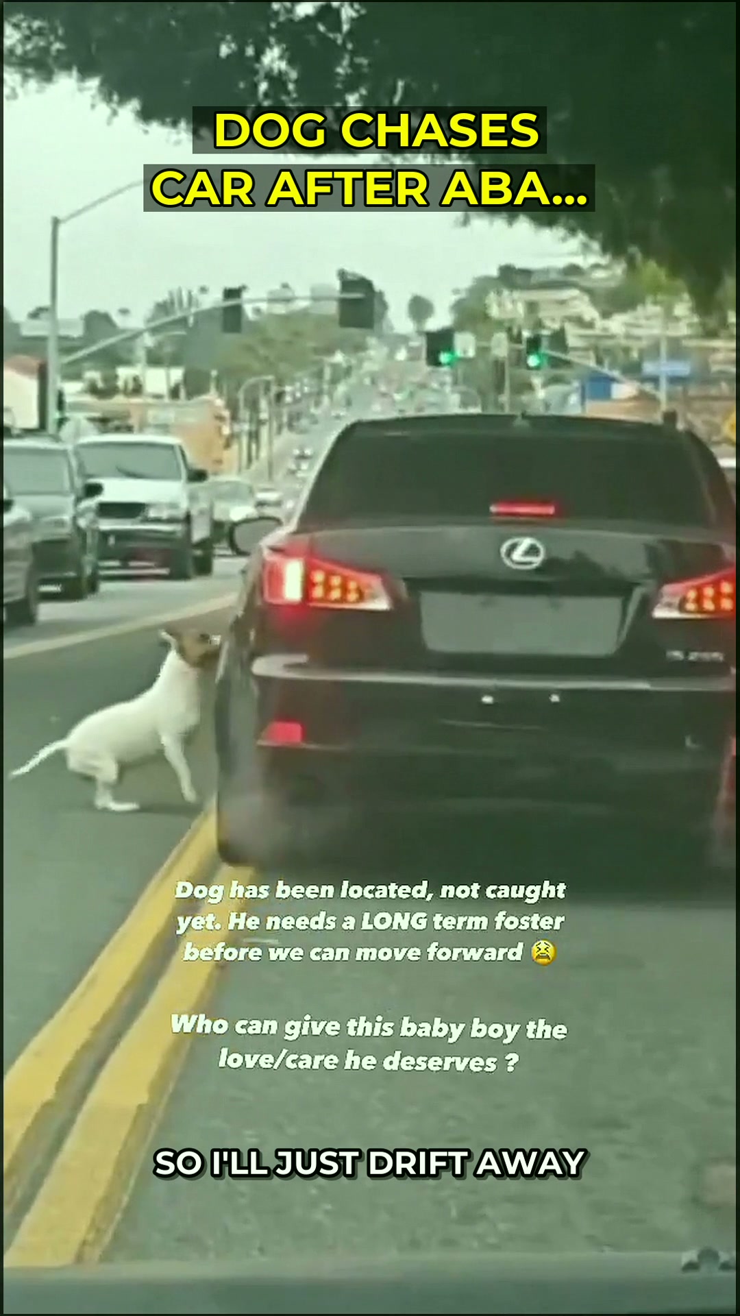 Abandoned in Long Beach: What Justice Actually Looks Like When a Pet Is Left Behind