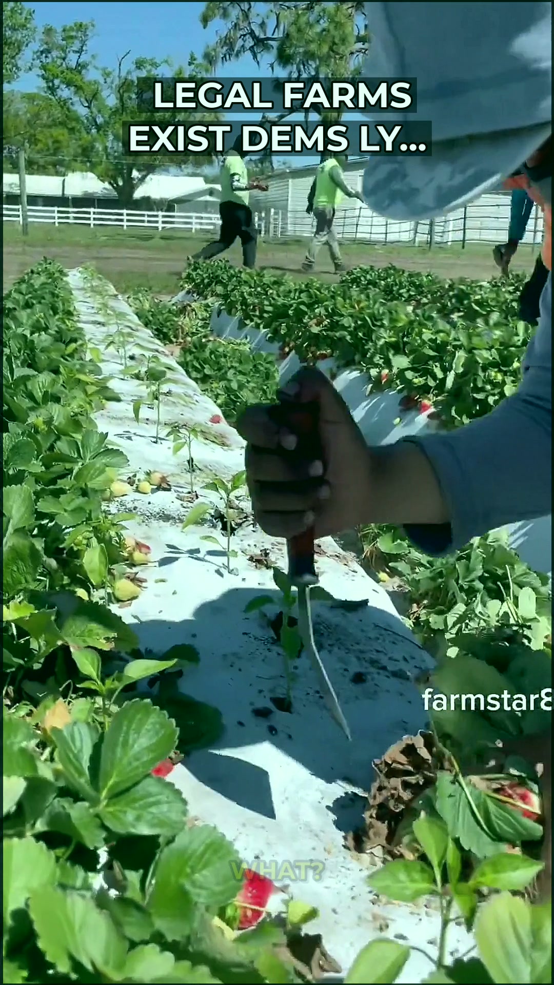 The Legal Harvest: How H-2A Farm Workers Expose the Real Cost of America's Healthcare Gap