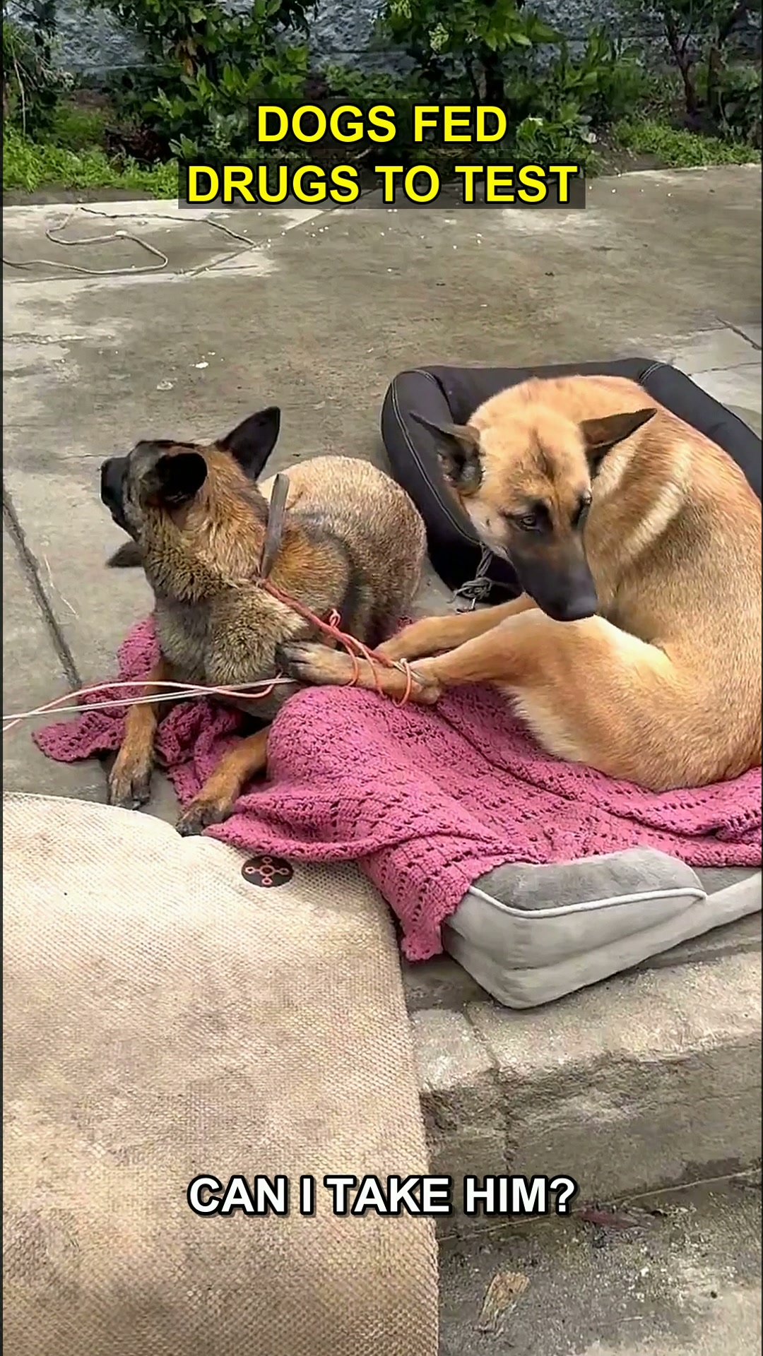 The Dog Who Waited: A Skid Row Rescue, and the Quiet Heroes Refusing to Look Away