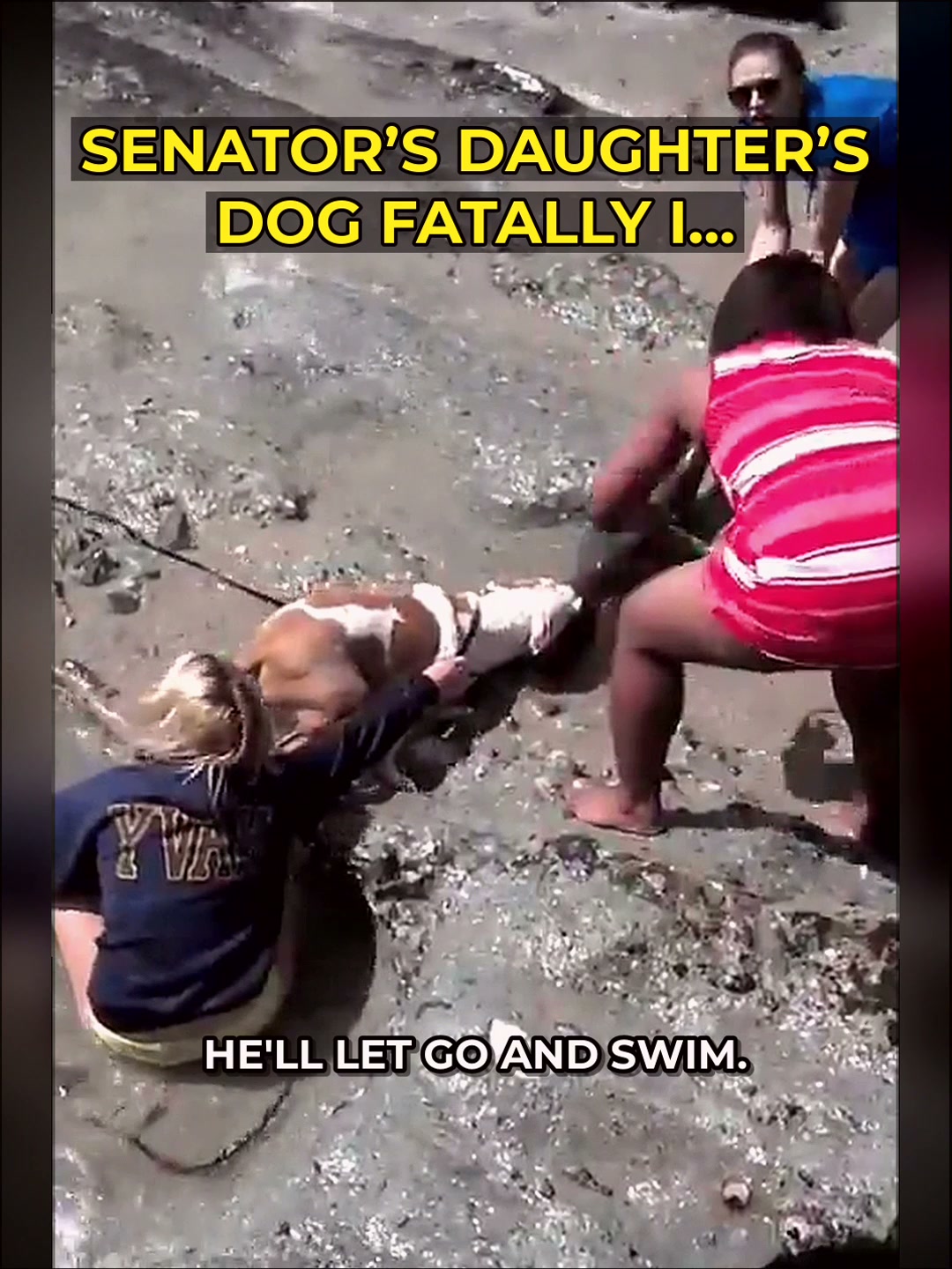 The $100,000 Beach Day Disaster: Why One Dog Walk Just Became a Legal and Financial Nightmare